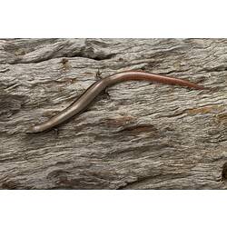 Brown striped lizard with red tail on wood.