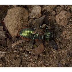Jewel Beetle.