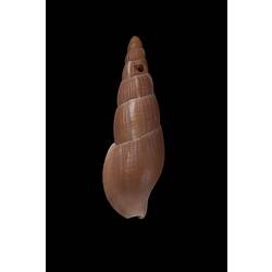 <em>Colubraria bednalli</em>, Bednall's Colubraria, shell.  Registration no. F 179266.