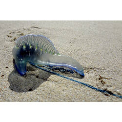 A Blue-bottle washed up on a beach