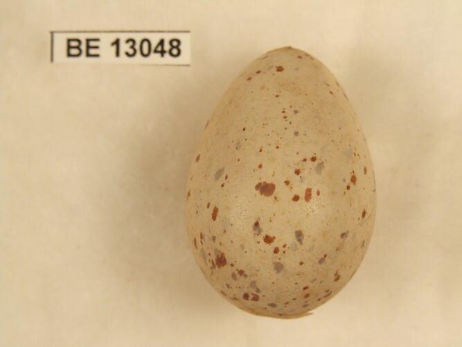 Bird egg with specimen label.