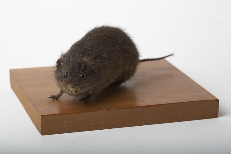 Taxidermied mount of a small brown rodent on a wooden base.