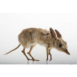 Side view of mounted bandicoot specimen.
