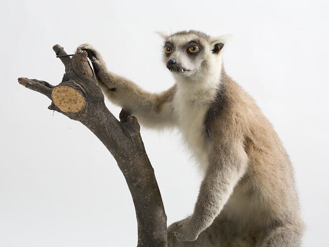 Lemur specimen mounted on branch.