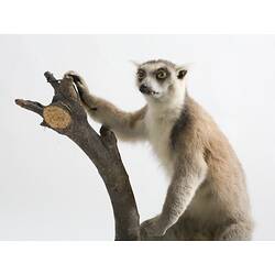 Lemur specimen mounted on branch.