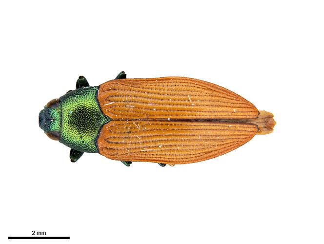 Pinned green and orange jewel beetle specimen, dorsal view.