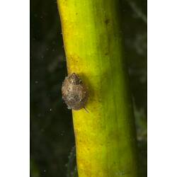 Small brown snail on stem of underwater plant.