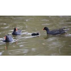 Dusky Moorhen adult and three chicks on water.