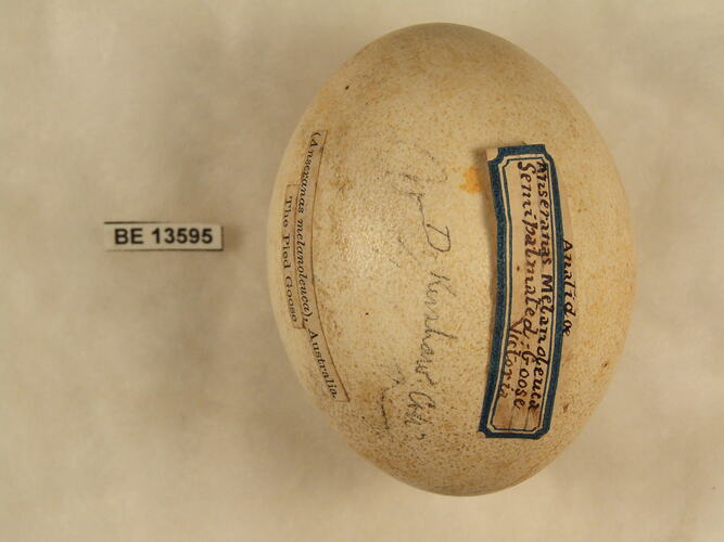 Bird egg with specimen label.