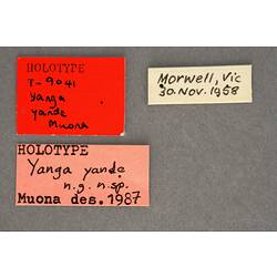 Entomology type specimen labels.