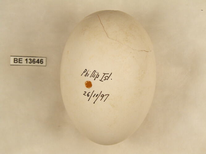 Bird egg with specimen label.