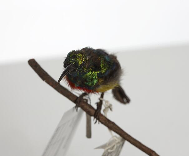 Iridescent green bird specimen mounted on branch.