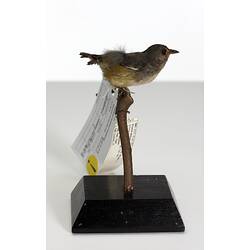 Side view of small bird specimen with labels mounted on branch.