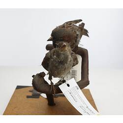 Two taxidermied sparrows mounted on a branch, with labels.