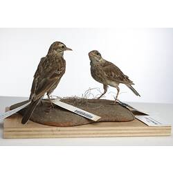 Two mounted brown birds with labels.