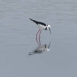 White and black bird with red legs standing in water.