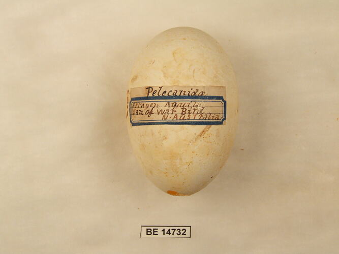 Bird egg with specimen label.
