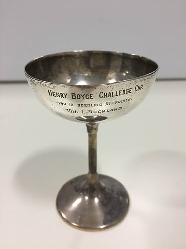 Royal Horticultural Association Daffodil Cup