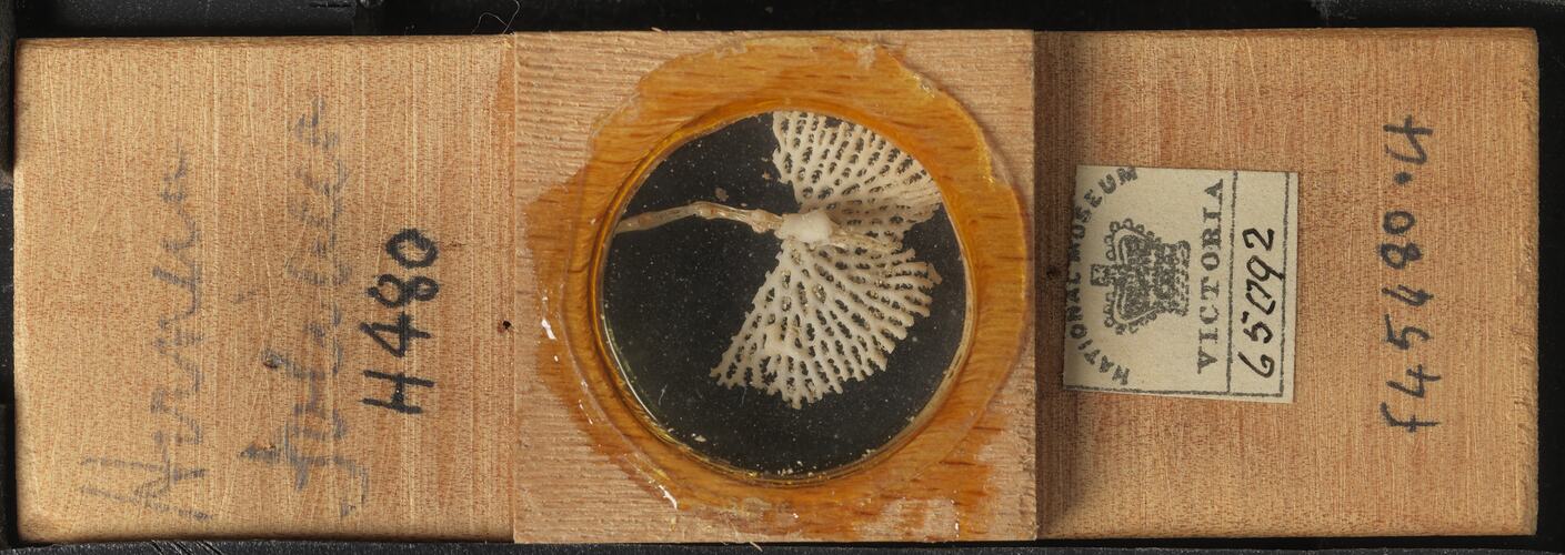 Bryozoan specimen in wooden microslide with handwritten labels.