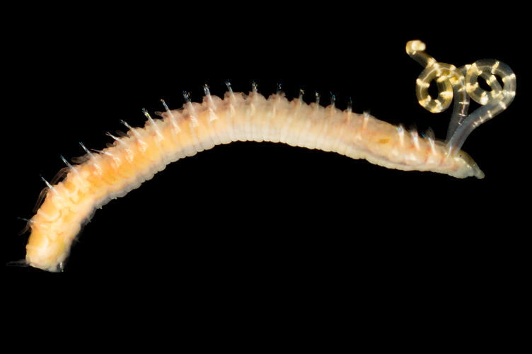 Yellow-cream worm on black background.