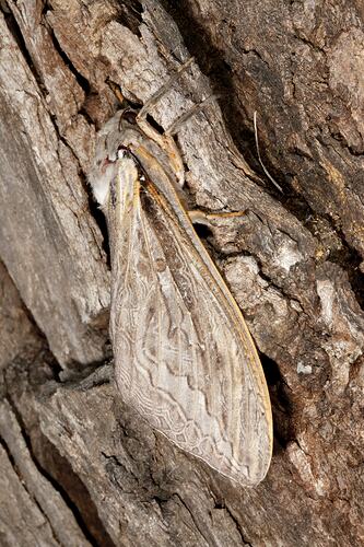 <em>Abantiades labyrinthicus</em>, hepialid moth. Budj Bim Cultural Heritage Landscape, Victoria.