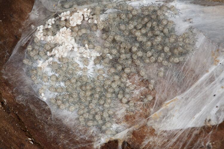 <em>Clubiona robusta</em>, Stout Sac Spider. Budj Bim Cultural Heritage Landscape, Victoria.