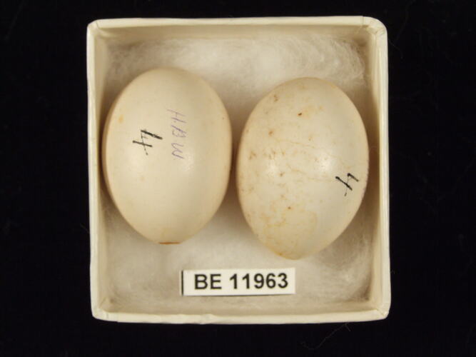 Two bird eggs with specimen label in box.