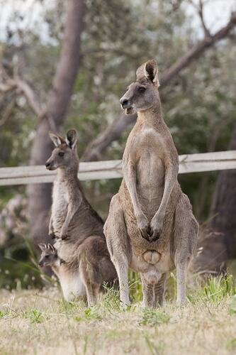 Kangaroos, male and female with joey in pouch standing on hindlegs.