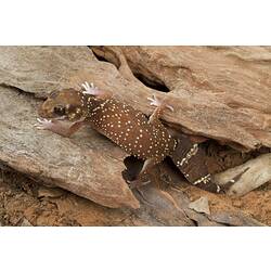 Yellow-spotted gecko on bark.