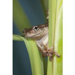 Brown and cream frog peering around a reed leaf.