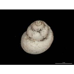 Dorsal-top view of white snail shell.