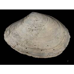 Exterior view of single bivalve valve.