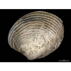 Ribbed white-brown bivalve valve, exterior view.