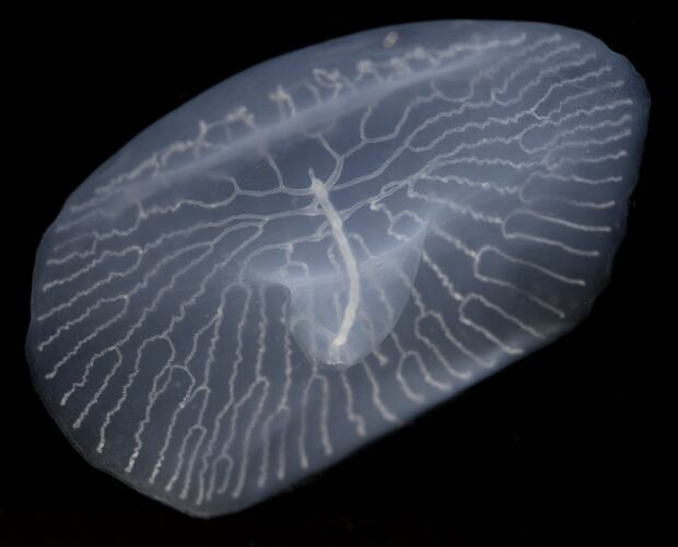 Pale, translucent, mushroom-shaped structure with branching internal lines.