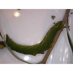 Green moth instar with small spines.