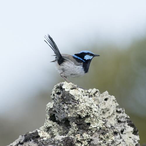 Small bird with black and blue head and long tail on a rock.