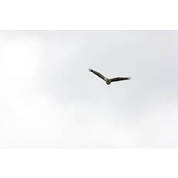<em>Haliaeetus leucogaster</em>, White-bellied Sea-eagle, juvenile. Gippsland, Victoria.