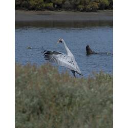 Tall grey bird, wings spread forward beside lake.