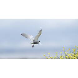 Whiskered Tern.