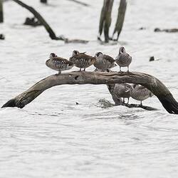 Six cream and brown ducks standing on branch in water.