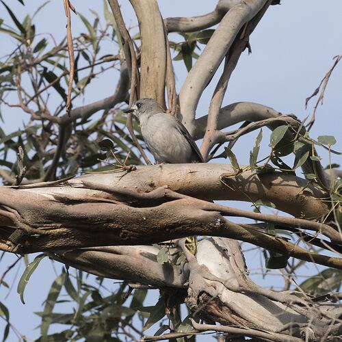 Grey bird sitting on branch.