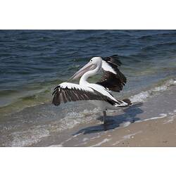 Pelican standing with wings spread on water line of beach.