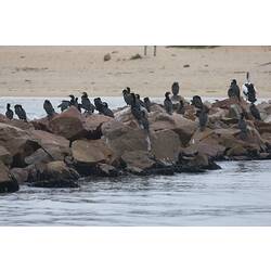 <em>Phalacrocorax carbo</em>, Great Cormorant (left) and <em>Pelecanus conspicillatus</em>, Australian Pelicans. Gippsland Lakes, Victoria.