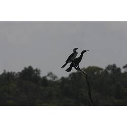 <em>Microcarbo melanoleucos</em>, Little Pied Cormorant (front) and <em>Phalacrocorax sulcirostris</em>, Little Black Cormorant (rear). Gippsland Lakes, Victoria.