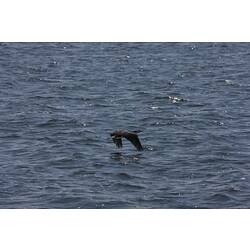 <em>Microcarbo melanoleucos</em>, Little Pied Cormorant. Gippsland Lakes, Victoria.