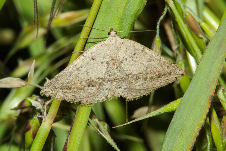 <em>Taxeotis</em> sp., moth. Murray Explored Bioscan.