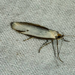 <em>Philobota</em> sp., moth. Murray Explored Bioscan.