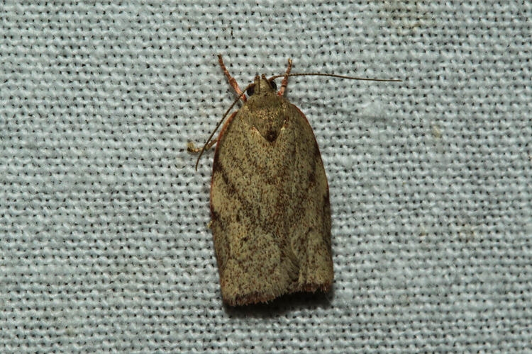<em>Euchaetis inceptella</em>, moth. Murray Explored Bioscan.