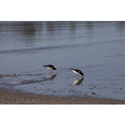 <em>Haematopus longirostris</em>, Pied Oystercatcher. Gippsland, Victoria.