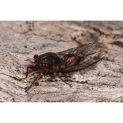 Family Cicadidae, cicada. Neds Corner, Victoria.